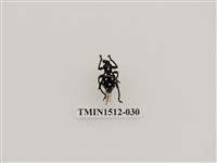 藏品(白點球背象鼻蟲)的圖片